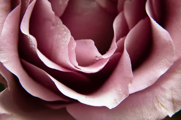 Pink Rose Dew Drops — Stock Photo, Image