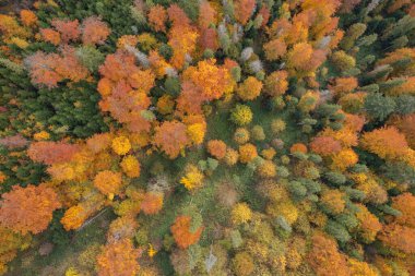 Karpat Dağları 'nın orman manzarasında güzel sonbahar yaprakları