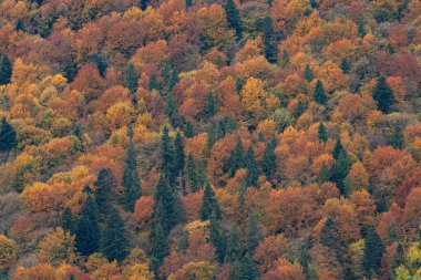 Karpat Dağları 'nın orman manzarasında güzel sonbahar yaprakları
