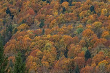 Karpat Dağları 'nın orman manzarasında güzel sonbahar yaprakları