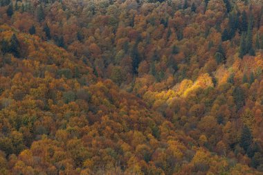 Karpat Dağları 'nın orman manzarasında güzel sonbahar yaprakları