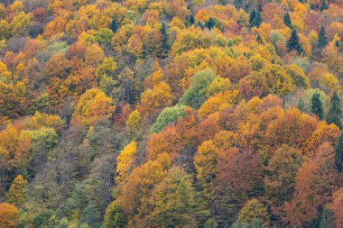 Karpat Dağları 'nın orman manzarasında güzel sonbahar yaprakları