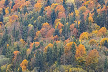 Karpat Dağları 'nın orman manzarasında güzel sonbahar yaprakları