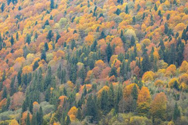 Karpat Dağları 'nın orman manzarasında güzel sonbahar yaprakları