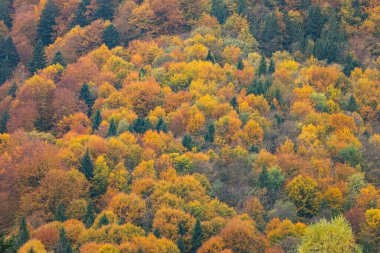 Karpat Dağları 'nın orman manzarasında güzel sonbahar yaprakları