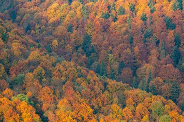 Karpat Dağları 'nın orman manzarasında güzel sonbahar yaprakları