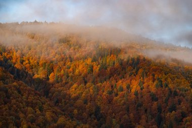 Sonbahar ormanlarında şafak vakti sisli gün doğumu