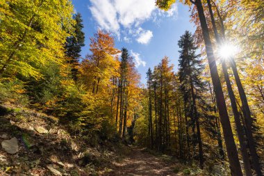 Parlak sonbahar ormanı tepe örtüsü ve orman boyunca güneşli patika