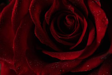 Siyah Arkaplanda Köpüklü Su Damlaları Olan Koyu Kırmızı Gül Yaprakları Macro Çekimi