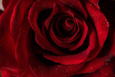 Siyah Arkaplanda Köpüklü Su Damlaları Olan Koyu Kırmızı Gül Yaprakları Macro Çekimi