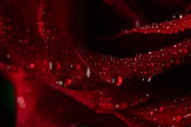 Siyah Arkaplanda Köpüklü Su Damlaları Olan Koyu Kırmızı Gül Yaprakları Macro Çekimi