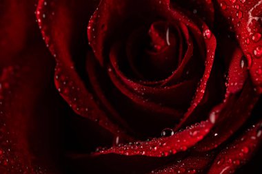 Siyah Arkaplanda Köpüklü Su Damlaları Olan Koyu Kırmızı Gül Yaprakları Macro Çekimi