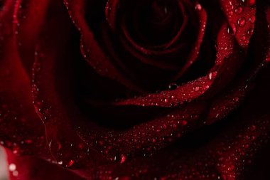 Siyah Arkaplanda Köpüklü Su Damlaları Olan Koyu Kırmızı Gül Yaprakları Macro Çekimi