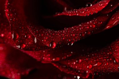 Siyah Arkaplanda Köpüklü Su Damlaları Olan Koyu Kırmızı Gül Yaprakları Macro Çekimi