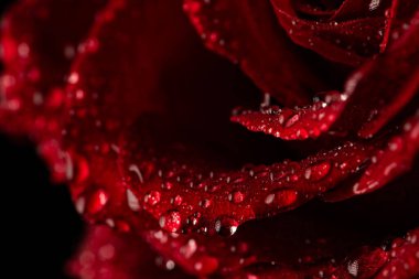 Siyah Arkaplanda Köpüklü Su Damlaları Olan Koyu Kırmızı Gül Yaprakları Macro Çekimi