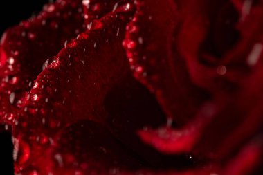 Siyah Arkaplanda Köpüklü Su Damlaları Olan Koyu Kırmızı Gül Yaprakları Macro Çekimi