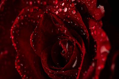 Siyah Arkaplanda Köpüklü Su Damlaları Olan Koyu Kırmızı Gül Yaprakları Macro Çekimi