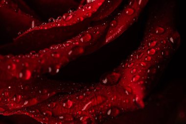 Siyah Arkaplanda Köpüklü Su Damlaları Olan Koyu Kırmızı Gül Yaprakları Macro Çekimi