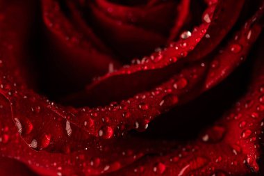 Siyah Arkaplanda Köpüklü Su Damlaları Olan Koyu Kırmızı Gül Yaprakları Macro Çekimi