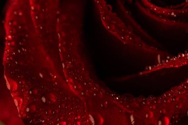 Siyah Arkaplanda Köpüklü Su Damlaları Olan Koyu Kırmızı Gül Yaprakları Macro Çekimi