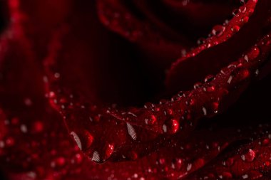 Siyah Arkaplanda Köpüklü Su Damlaları Olan Koyu Kırmızı Gül Yaprakları Macro Çekimi