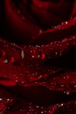 Siyah Arkaplanda Köpüklü Su Damlaları Olan Koyu Kırmızı Gül Yaprakları Macro Çekimi