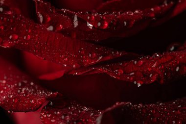 Siyah Arkaplanda Köpüklü Su Damlaları Olan Koyu Kırmızı Gül Yaprakları Macro Çekimi