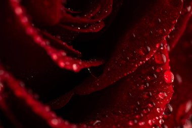 Siyah Arkaplanda Köpüklü Su Damlaları Olan Koyu Kırmızı Gül Yaprakları Macro Çekimi