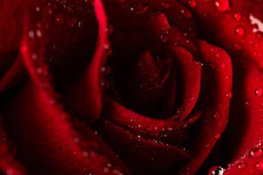 Siyah Arkaplanda Köpüklü Su Damlaları Olan Koyu Kırmızı Gül Yaprakları Macro Çekimi