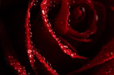 Siyah Arkaplanda Köpüklü Su Damlaları Olan Koyu Kırmızı Gül Yaprakları Macro Çekimi