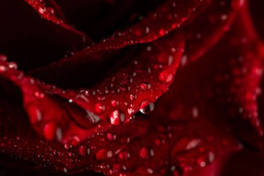 Siyah Arkaplanda Köpüklü Su Damlaları Olan Koyu Kırmızı Gül Yaprakları Macro Çekimi