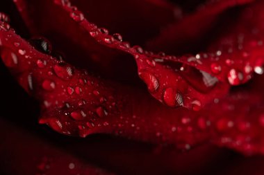 Siyah Arkaplanda Köpüklü Su Damlaları Olan Koyu Kırmızı Gül Yaprakları Macro Çekimi