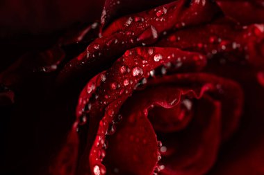 Siyah Arkaplanda Köpüklü Su Damlaları Olan Koyu Kırmızı Gül Yaprakları Macro Çekimi