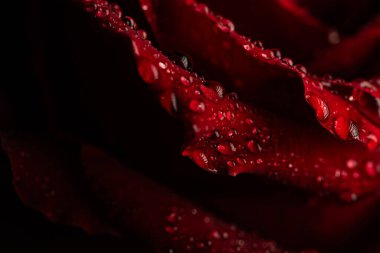 Siyah Arkaplanda Köpüklü Su Damlaları Olan Koyu Kırmızı Gül Yaprakları Macro Çekimi