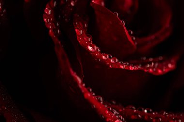 Siyah Arkaplanda Köpüklü Su Damlaları Olan Koyu Kırmızı Gül Yaprakları Macro Çekimi