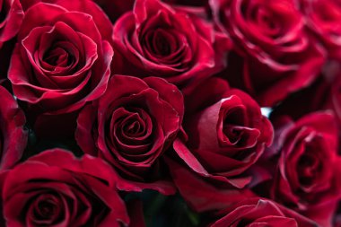 Kadife desenli Koyu Kırmızı Güllerin Şatafatlı Yakın Çekimi