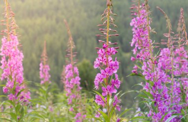 Altai dağlarındaki dar yapraklı selvi çiçekleri (chamaenerion angustifolium, ya da epilobium angustifolium). Altai Cumhuriyeti, Sibirya, Rusya.
