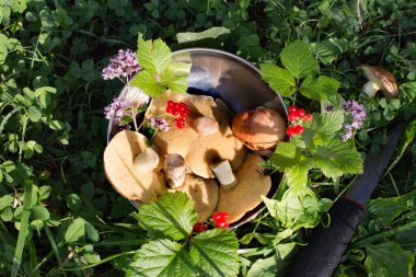 Taze, yenilebilir orman mantarları yeşil çimlerin üzerinde metal bir kasede. Yaban mantarlarının durgun yaşamı.