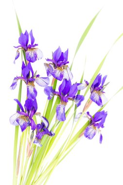 Beyaz arka planda mor süsen çiçekleri. Yukarıdan manzara. Sevgililer günü için bayram tebrik kartı, kadınlar günü, anneler günü, Paskalya!