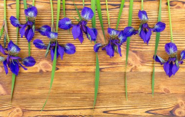 Ahşap bir arka planda güzel mor irisler..