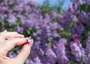 Bir kadının elinde beş taç yaprağı olan leylak bir çiçek..