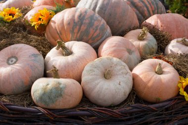 Farklı renk ve boyutlarda bir balkabağı yığını pipetin üzerinde yatıyor. yakın plan