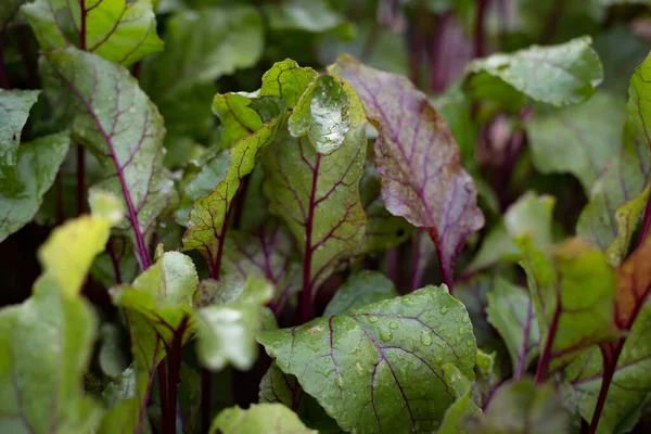 Närbild av betblad med regn droppe, växer på en säng i trädgården. — Stockfoto