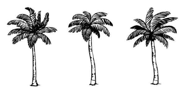 白色背景上的各种椰子树 — 图库矢量图片