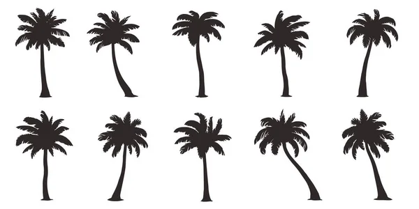 白色背景上的各种椰子棕榈轮廓 免版税图库矢量图片