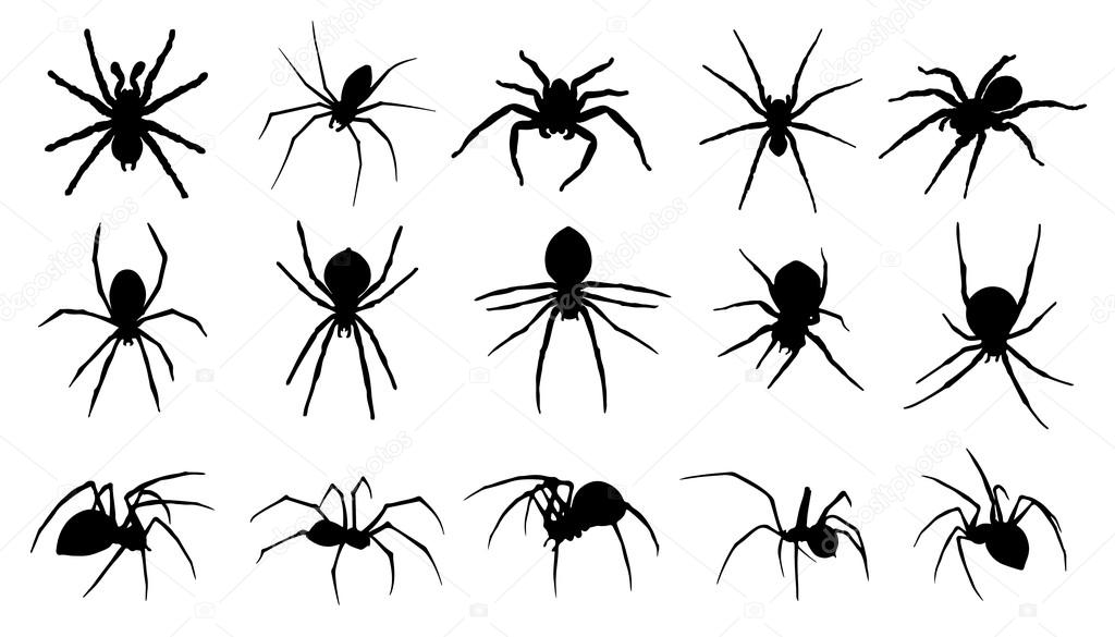 Spider silhouettes on the white background