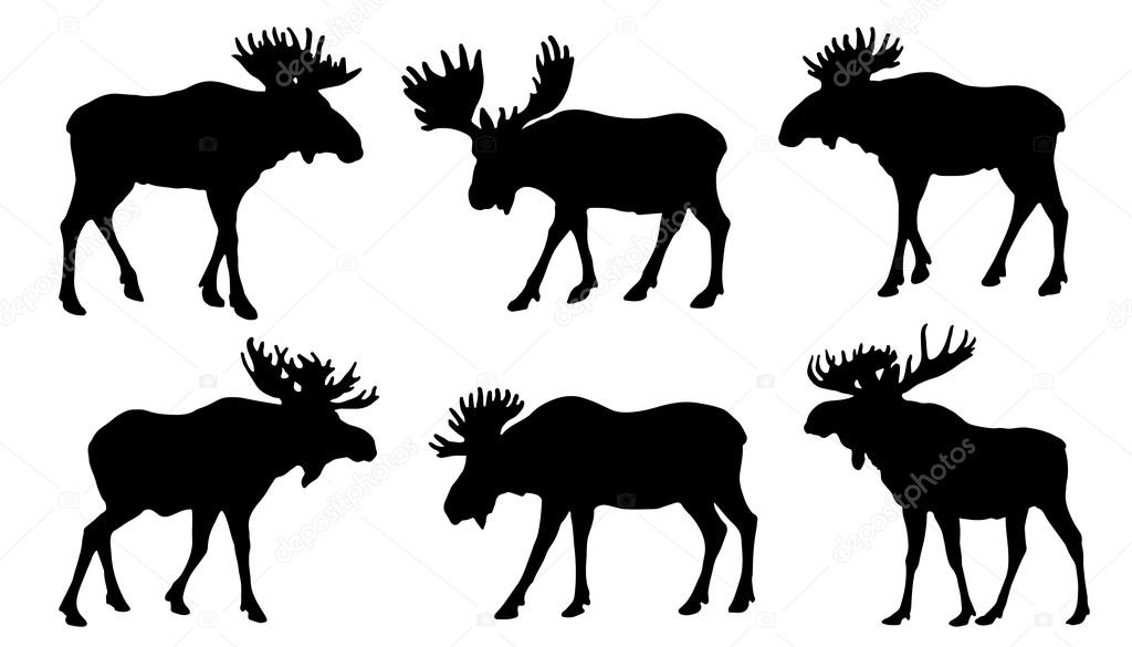 Moose silhouttes on the white background