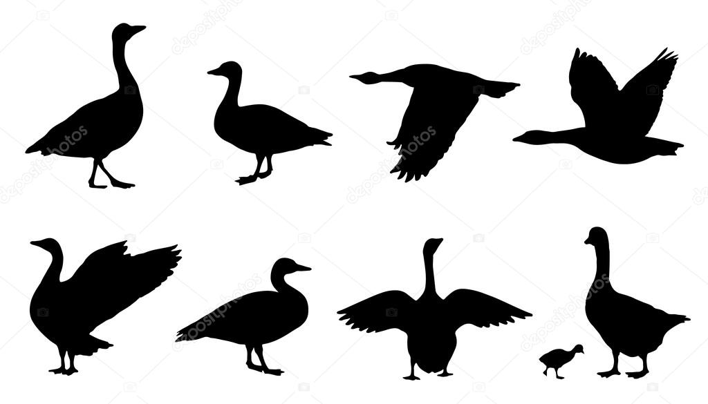 Goose silhouettes on the white background
