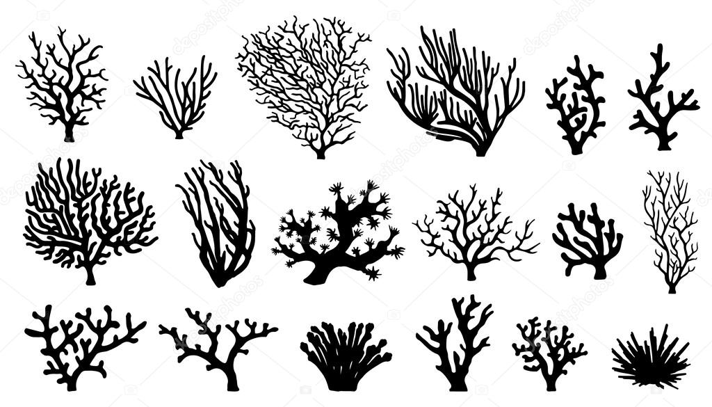 Coral silhouettes on the white background