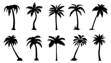 Palm silhouttes